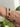 Bracelet Orion