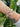Bracelet Andromeda (Astrologie)